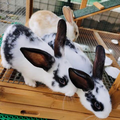 “兔”如其来——大三班兔子喂养记