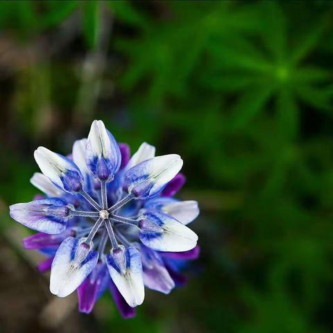 鲁冰花