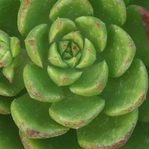 多姿多彩看多肉
