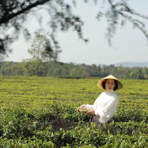 茶园风光