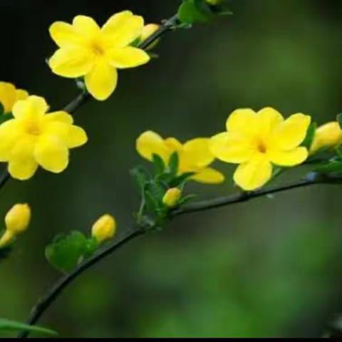 中国红，绽放在我们心头的“迎春花”——四（2）学室家长志愿者执勤活动