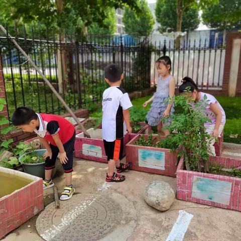 小种植 大乐趣——临朐中学幼儿园大四班趣味蔬菜角