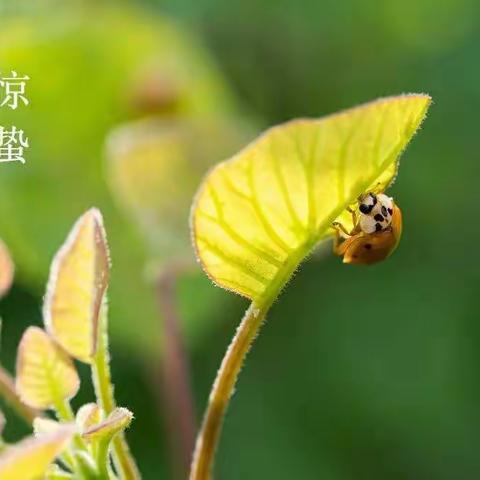 惊蛰——春雷响，万物长！​