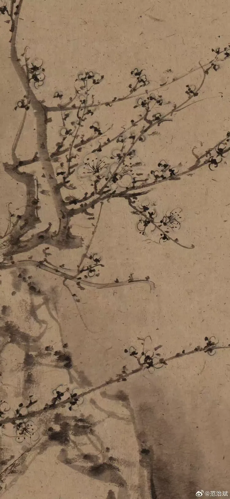 著名画家范治斌先生写生梅兰菊竹合集（四）