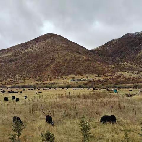 老汉营大西北梦幻之旅 返乡之路 （3）四川遂宁市大英县