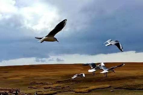 老汉营大西北梦幻之旅 二十五站新疆巴音郭楞蒙古自治州和静县巴音郭楞乡