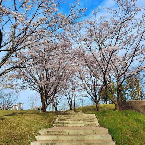 运河亚运公园的樱花开了
