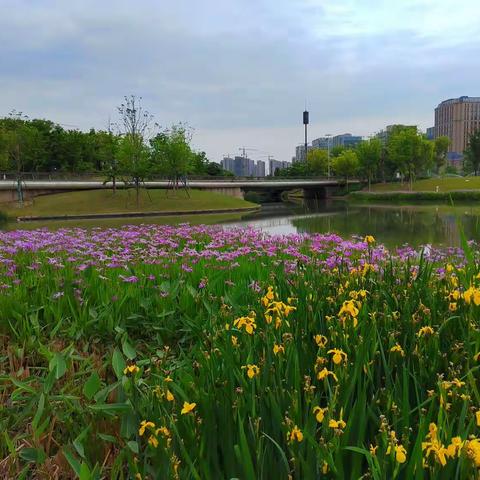 绿色的运河亚运公园