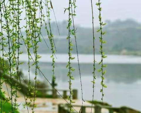 阳春三月  春暖花开