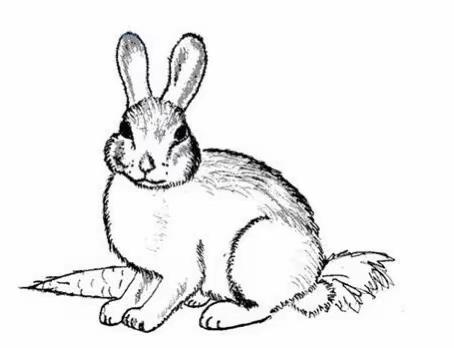 2020年暑期项目式学习之《可爱的兔子》