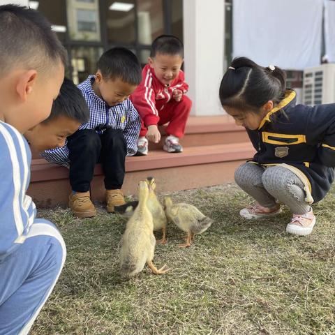 给🦆一个家