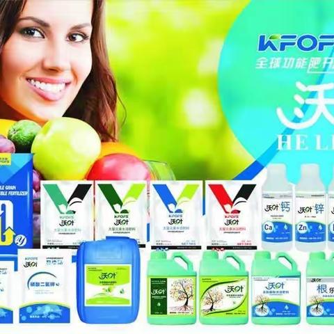 沃叶水溶肥暖棚甜瓜定植管理