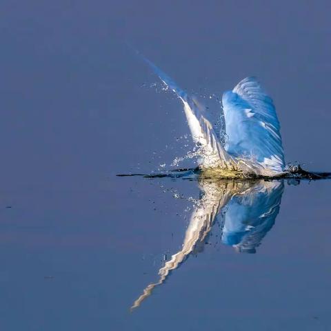 秋天.秋湖.湿地.鹭鸟