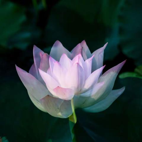 莲城荷花.风景如画