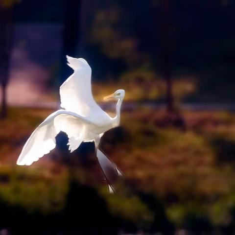 生态摄影～飞版白鹭