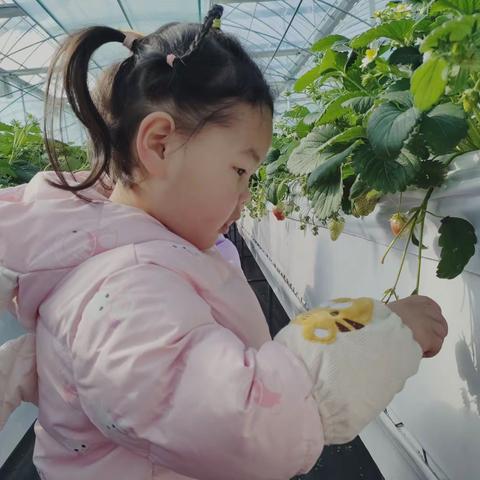 社会实践——草莓园