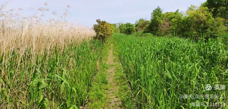 紫藤花品种介绍视频