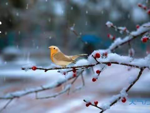 久雨重阳後，清寒小雪前——合作路小学弘石湾分校二(6)中队二十四节气系列活动之小雪