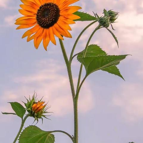 （家校共育）行知2015级1班--以网络之桥，联家校之手