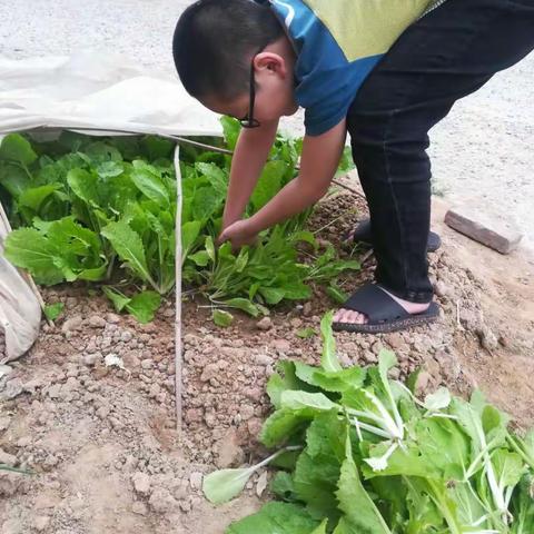 家务劳动我能行，亲力亲为好少年一陈村学校四年级五一劳动节