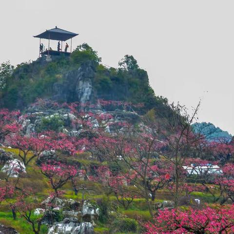 河源连平鹰嘴桃花