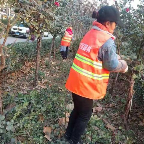 开发区城市建设管理局12月5日工作动态