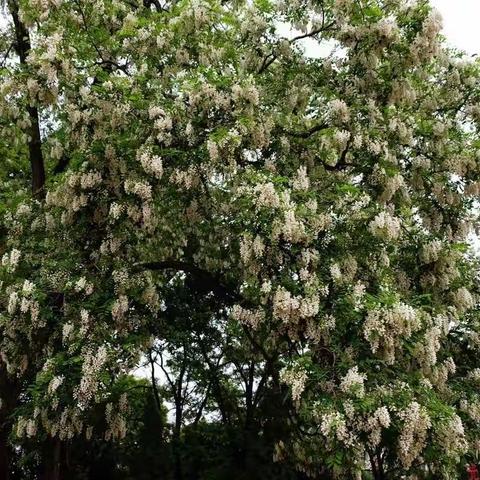 又是五月槐花香 杨舒涵