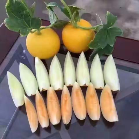 寻访阎良丨对不起，这个瓜太甜了！