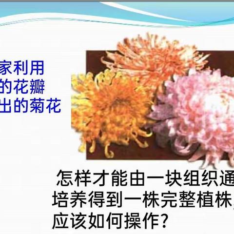 探索新生命的开始——记宁陵县第二高级中学邓淑雅教师《植物组织培养》