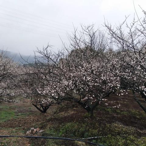 这个春节不远行，大壮农场赏梅去