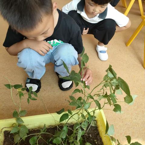 中一班植物角美篇