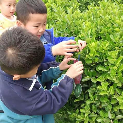 珍爱地球，守护未来——金郝庄镇中心幼儿园“世界地球日”主题教育活动