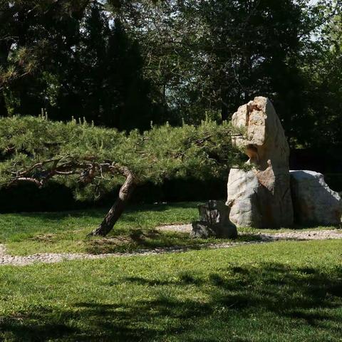 清华园小景——松与石