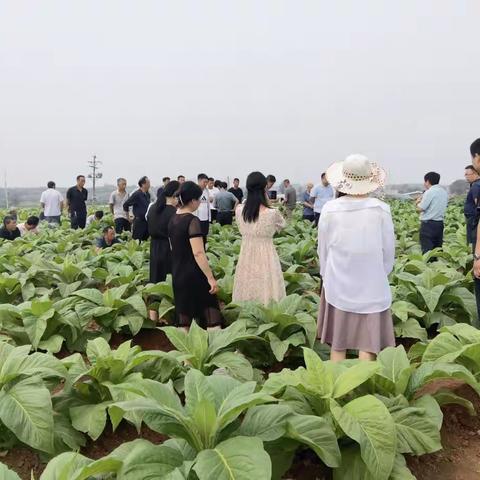 【盐驿古镇】盐镇乡召开烟叶大田管理现场观摩会