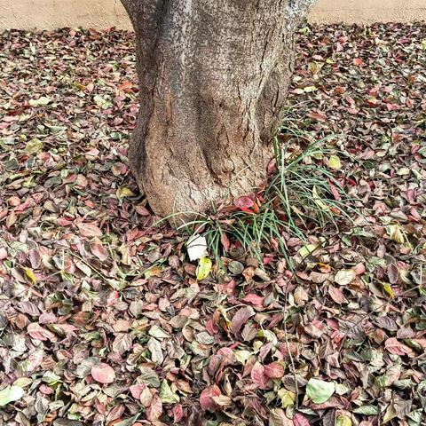 秋天的落叶