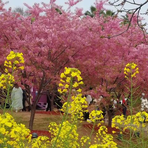 春游漫花庄园