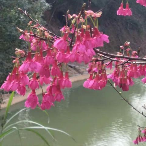 踏青赏美景  力争雄健“牛”——M1三年1班  杨书楠