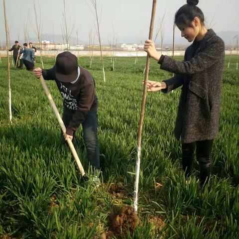 实验高中志愿者义务植树