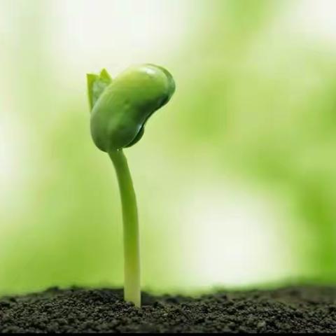 苗苗幼儿园草莓二班🍓科学活动《小种子发芽了🌱》