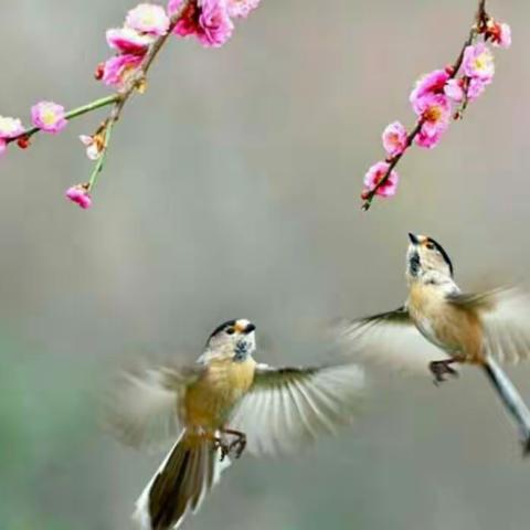 葵籽一班与你共赴美好的春天