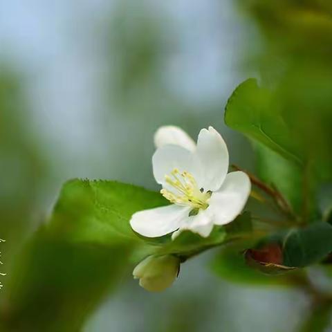 洪慈园 中二班 4月 月报