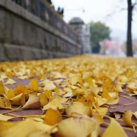 洪慈园 大二班  11月 月报