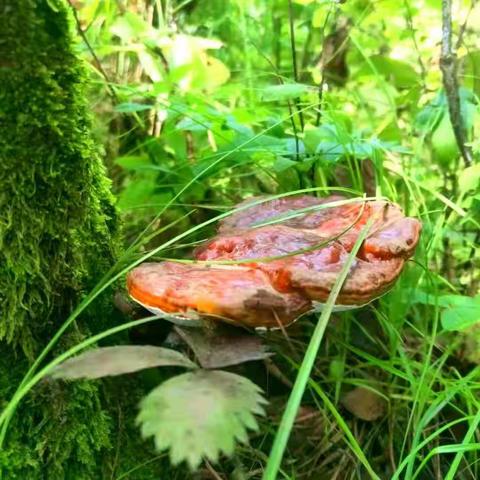 在小兴安岭寻觅野生灵芝