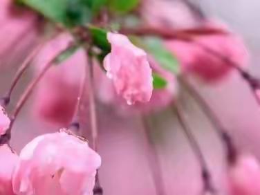 疫情难阻春风至，教学教研意正浓——记包四十九中初三语文教研活动