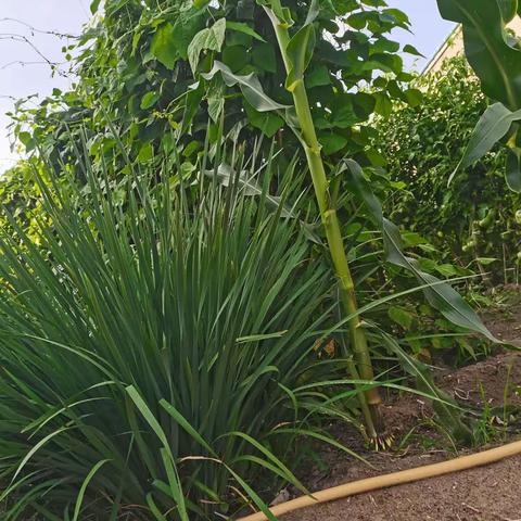 春至花如锦，夏近叶成帷