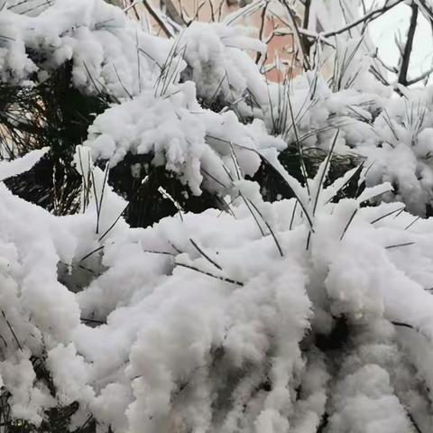 阳春白雪映朝阳