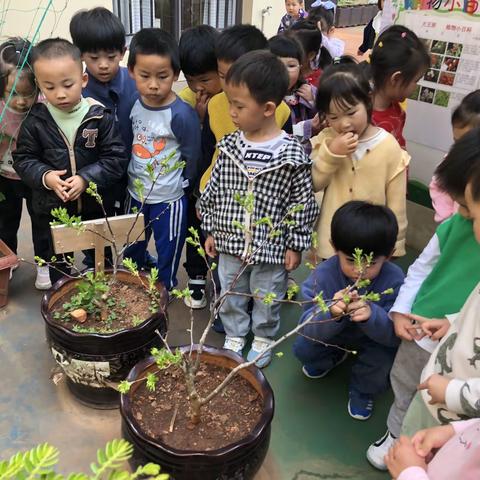 山楂树种植忙