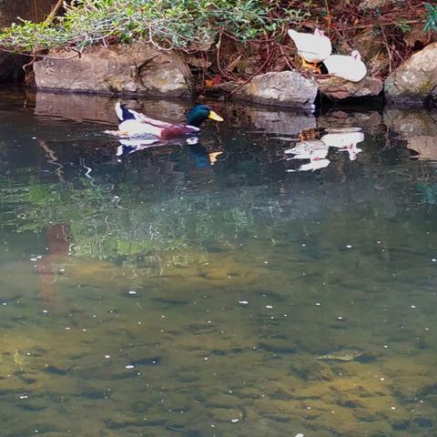 鸭子湾