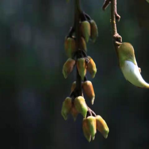 歡雀報春