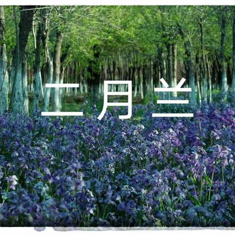 二月兰